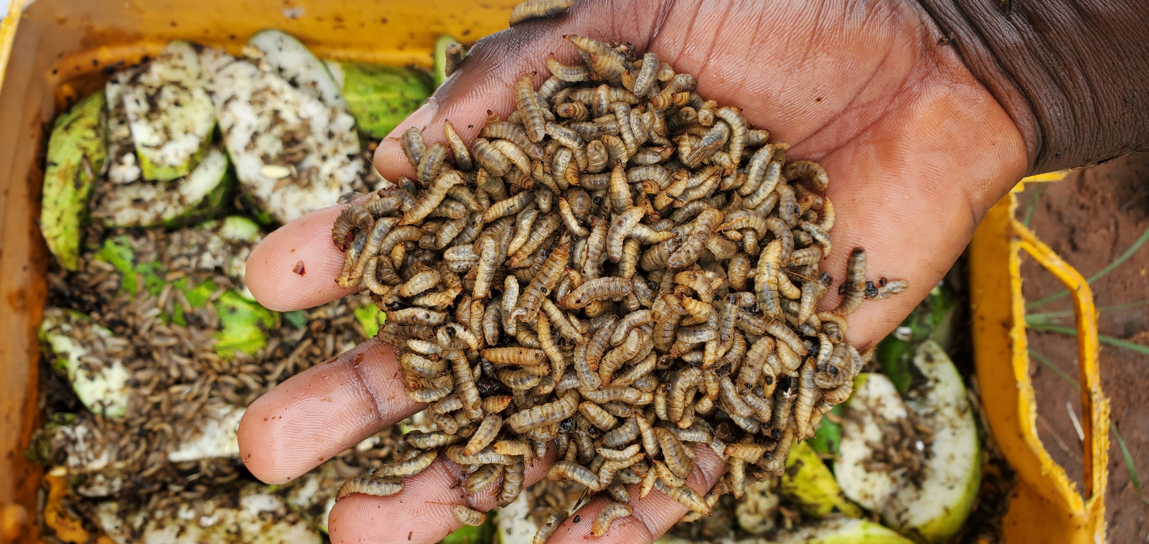 BSF Larvae