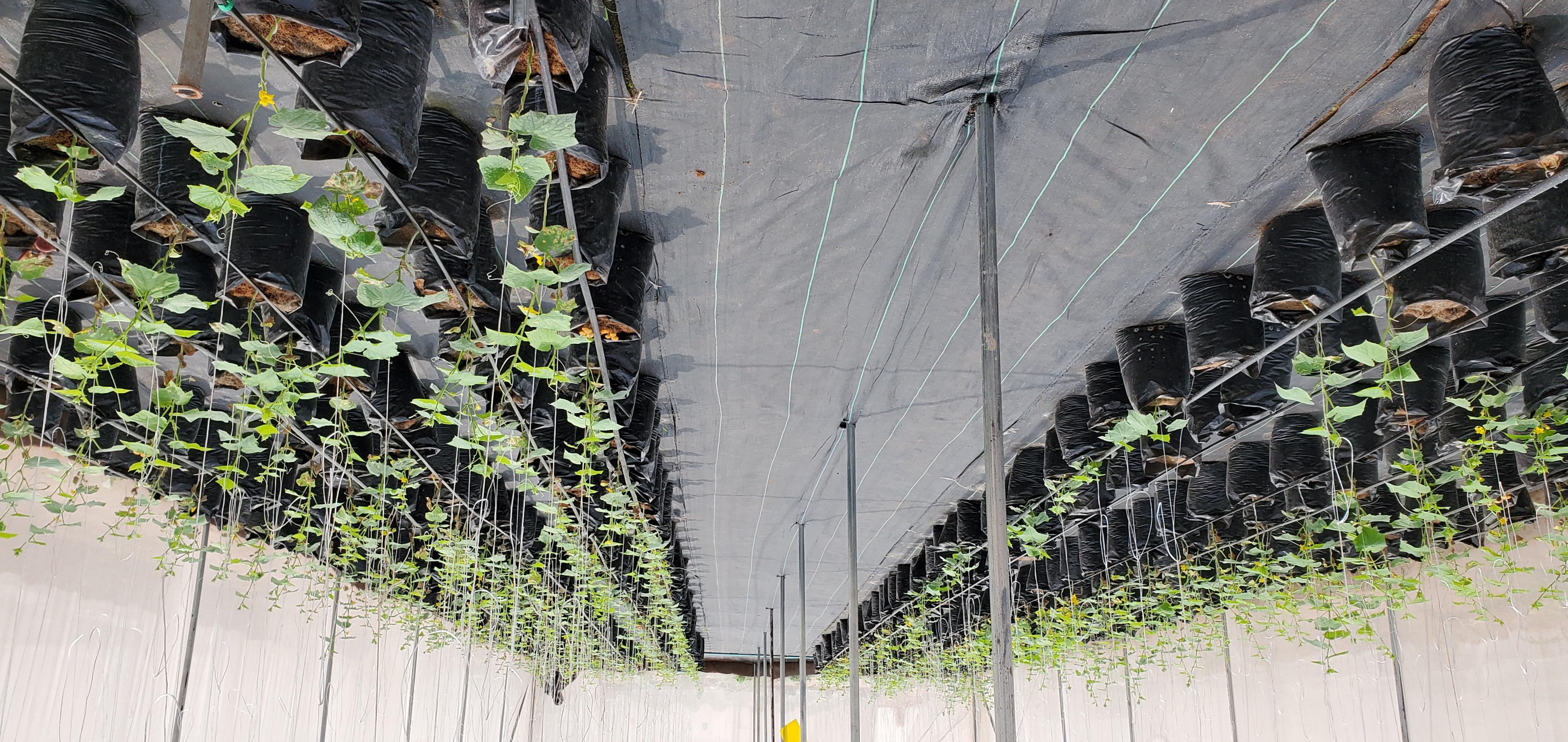 Rows of crops growing in bags with irrigation inside a greenhouse